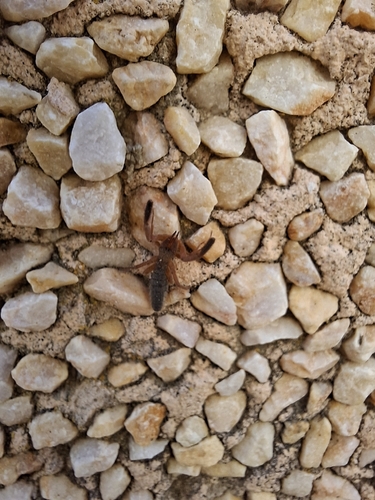 Iberian Solifugid