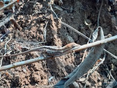 Anolis caceresae
