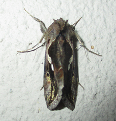 Chrysodeixis acuta