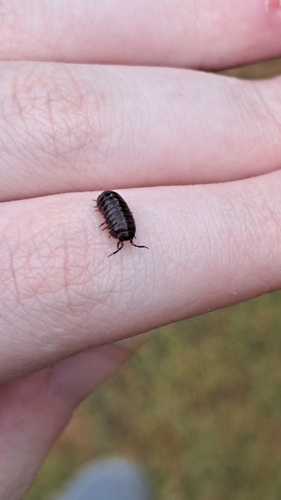 Common Pill Woodlouse
