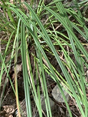 Carex emoryi