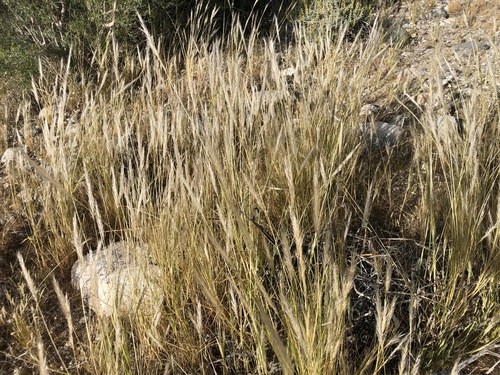 iNaturalist observation photo of cape ricegrass
