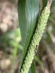Carex emoryi
