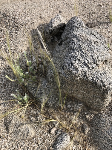 iNaturalist observation photo of cape ricegrass