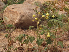 Solanum myriacanthum