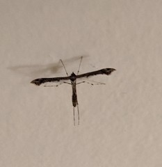 Anstenoptilia