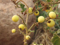Solanum myriacanthum
