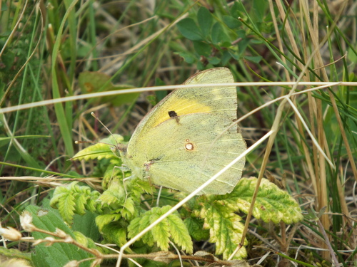 Danube Clouded Yellow