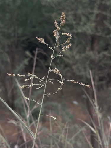 blue panic grass