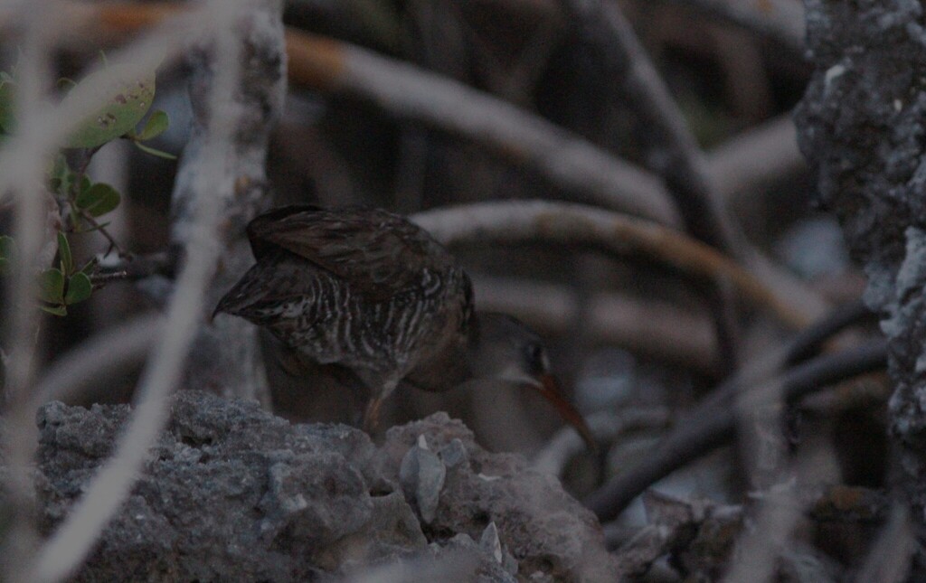 Mangrove Clapper Rail