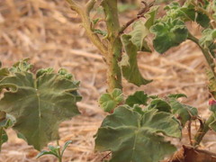 Solanum myriacanthum