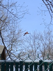Cardinalis cardinalis