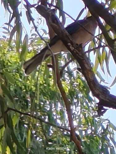 Eurasian Jay