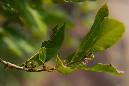 Aporosa octandra (Aporosa octandra)