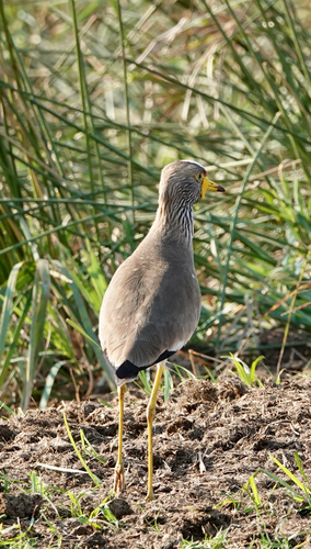 iNaturalist image