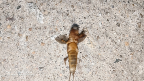 Oriental Mole Cricket