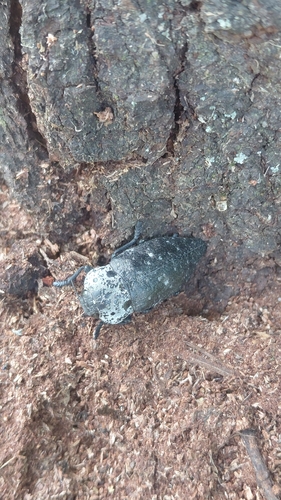 Flat-headed Root-borer
