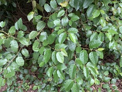 Cissus antarctica