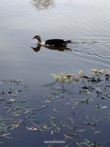 Domestic Muscovy Duck
