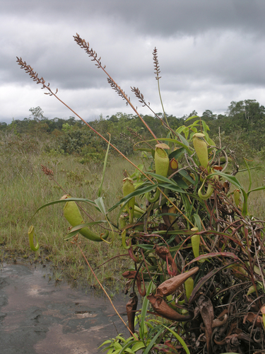 Nepenthes kampotiana