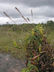 Nepenthes kampotiana