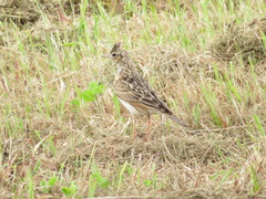 Alauda arvensis japonica