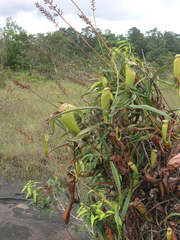 Nepenthes kampotiana