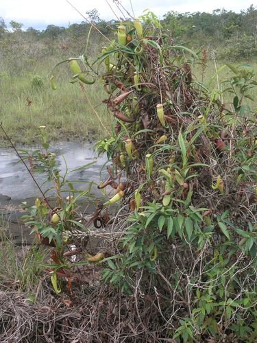 Nepenthes kampotiana