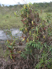 Nepenthes kampotiana