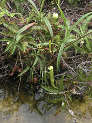 Nepenthes kampotiana