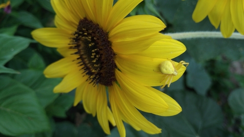 Goldenrod Crab Spider