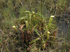 Nepenthes kampotiana