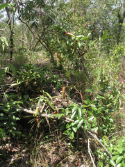 Nepenthes kampotiana