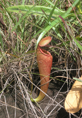 Nepenthes kampotiana