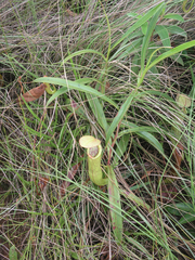 Nepenthes kampotiana