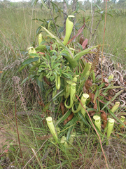 Nepenthes kampotiana