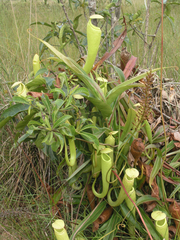 Nepenthes kampotiana
