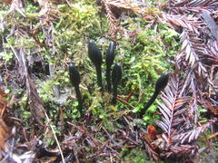 Geoglossum umbratile