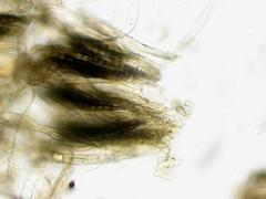 Geoglossum umbratile