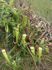 Nepenthes kampotiana