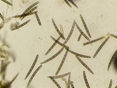 Geoglossum umbratile