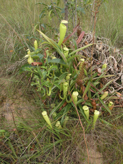 Nepenthes kampotiana