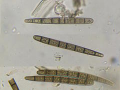 Geoglossum umbratile