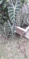 Alocasia amazonica