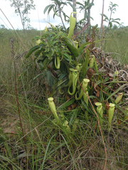 Nepenthes kampotiana