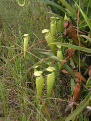 Nepenthes kampotiana