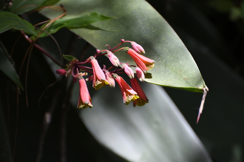 Bomarea edulis, photograph 5