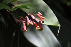 Bomarea edulis, photograph (c) Neptalí Ramírez Marcial, some rights reserved (CC BY)