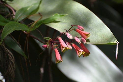 Bomarea edulis, photograph 4