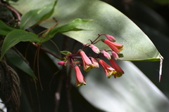 Bomarea edulis, photograph (c) Neptalí Ramírez Marcial, some rights reserved (CC BY)